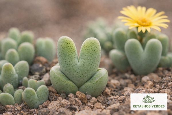 conophytum bilobum em close com folhas em formato de coração e flor amarela ao fundo