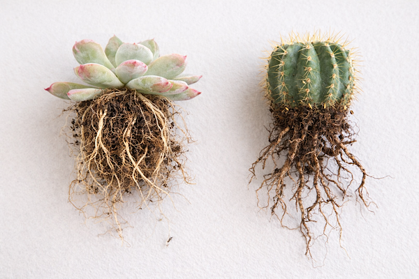 comparação entre raízes de suculentas e cactos expostas sem substrato