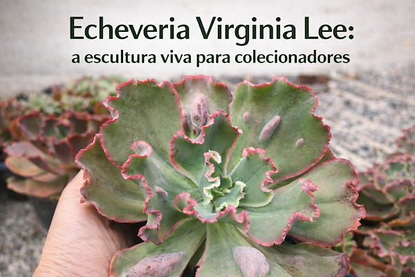 Echeveria Virginia Lee com folhas onduladas e carúnculas em destaque sendo segurada à mão