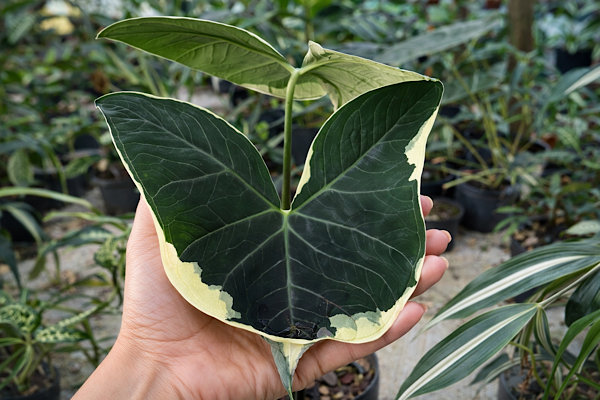 Xanthosoma atrovirens: a planta tropical incomum que transforma interiores com presença e profundidade