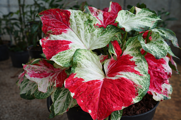 Caladium ‘Chai Chon’ e outras espécies: folhagens raras que transformam ambientes internos