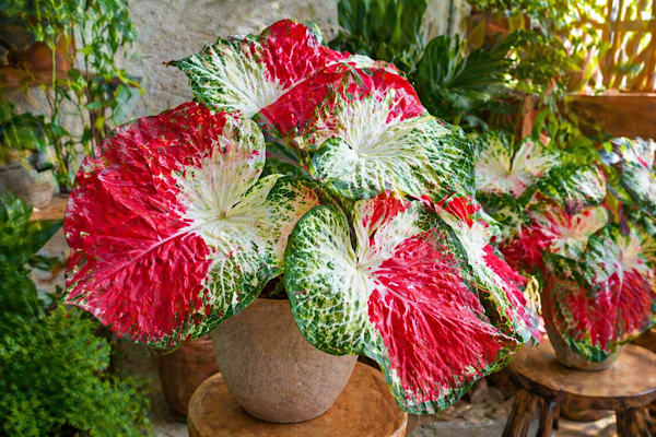 Caladium Chai Chon em ambiente interno com folhas grandes variegadas em vermelho, branco e verde em destaque decorativo
