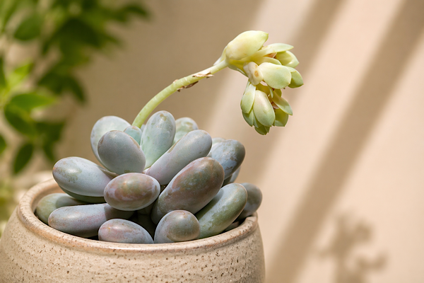 Pachyphytum oviferum com flores em ambiente interno iluminado, suculenta pedrinha de lua em vaso decorativo