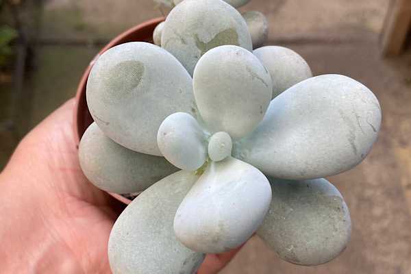 Pachyphytum oviferum suculenta pedrinha de lua com folhas carnudas azuladas sendo segurada na mão