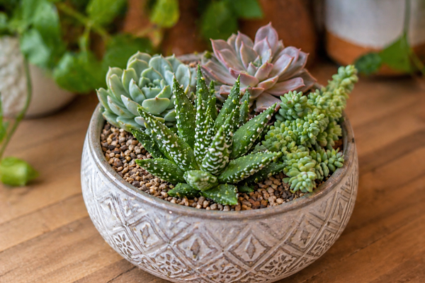 haworthia margaritifera em plantas para dentro de casa em composição com outras suculentas em vaso decorativo