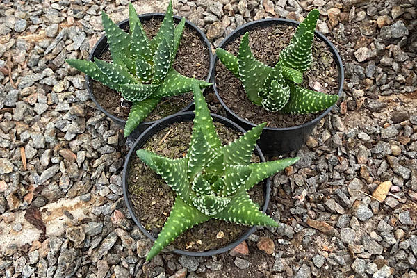 haworthia margaritifera em plantas para dentro de casa cultivadas em vasos com múltiplas mudas em ambiente externo