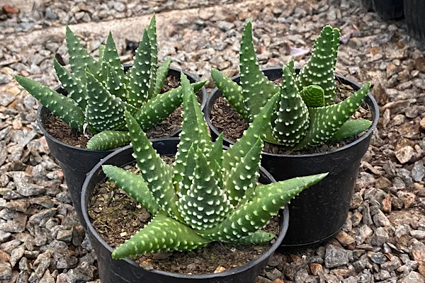haworthia margaritifera em plantas para dentro de casa em cultivo em vasos com múltiplas mudas