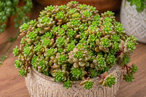 cremnosedum little gem em plantas para dentro de casa em cultivo em vaso com múltiplas mudas compactas