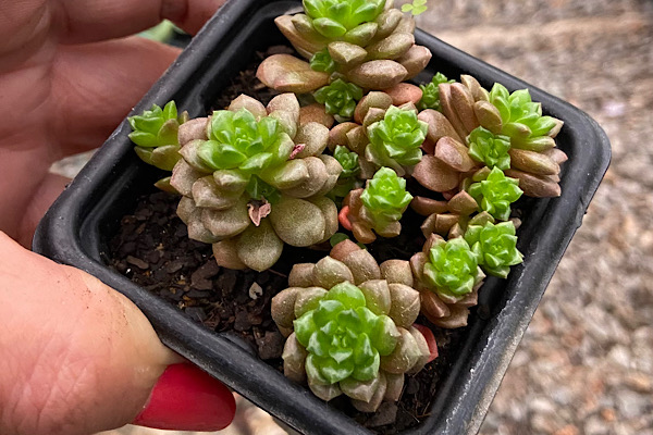 cremnosedum little gem em plantas para dentro de casa em vaso pequeno com múltiplas mudas compactas