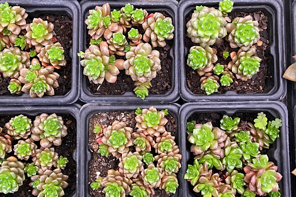 cremnosedum little gem em plantas para dentro de casa com rosetas densas em cultivo em vaso