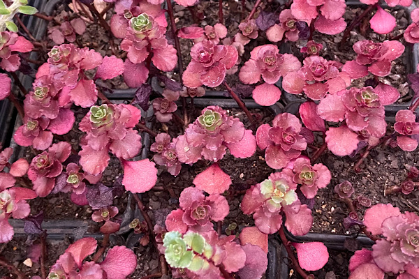 sedum voodoo e sua coloração intensa