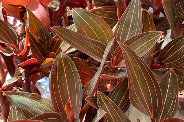 Detalhe das folhas de ludisia discolor