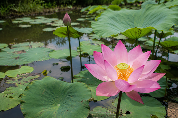 a em lago ornamental com folhas verdes e água calma