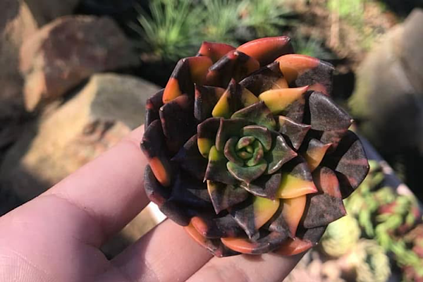echeveria black prince variegata rara com tons escuros e variegação intensa