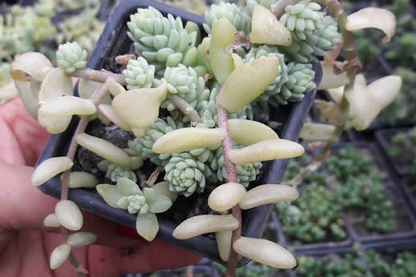 sedum hemsleyanum colar de princesa com caules pendentes e folhas delicadas em vaso pequeno