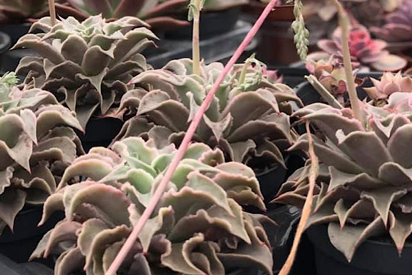 Echeveria Madiba cultivada em vaso com coloração azulada e folhas compactas