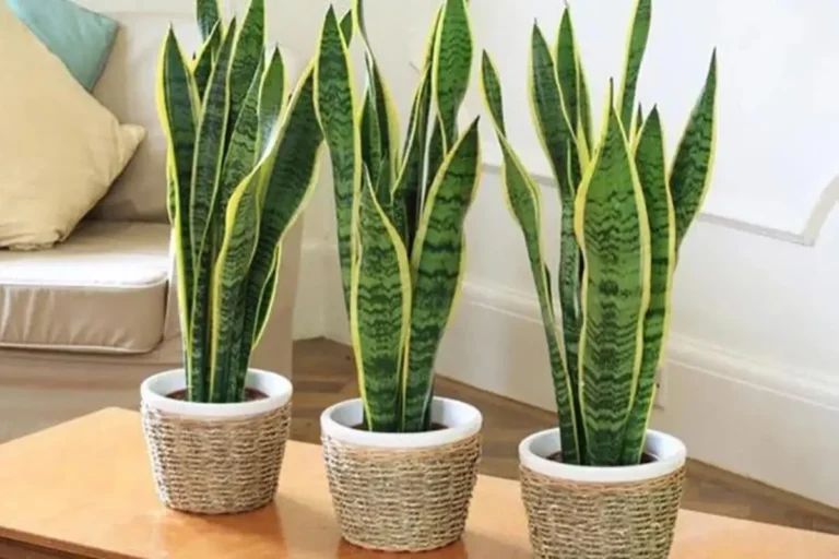 7 Plantas Resistentes para Iniciantes: Opções de Plantas Fáceis de Cuidar e Difíceis de Matar