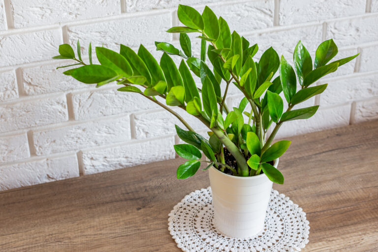 12 Melhores Plantas para Apartamento Pequeno e com Pouca Luz (Edição 2026)