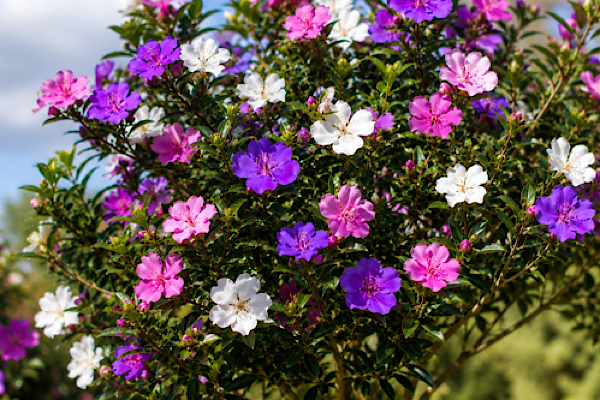 Manacá-da-serra híbrido com flores brancas, lilases e roxas em jardim residencial.
