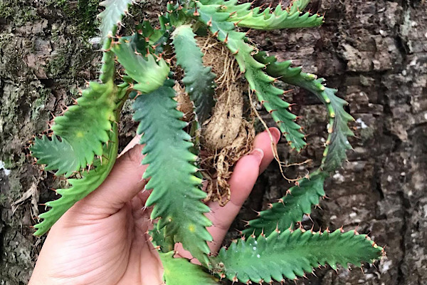 Euphorbia stellata com caudex exposto e ramos verdes radiantes em formato de estrela segurada na mão.