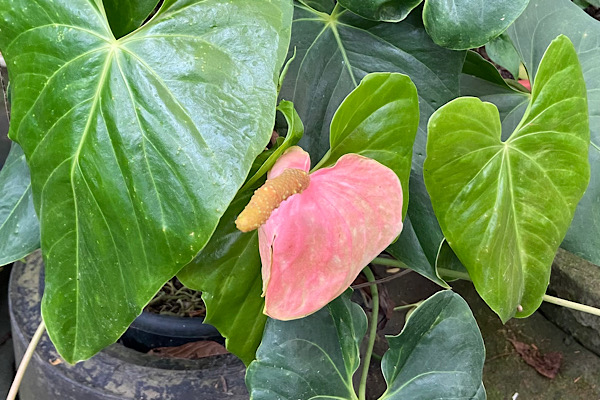 Floração do antúrio a planta que gosta de ambientes internos