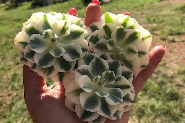 Echeveria Compton Carousel com folhas azul-acinzentadas e bordas creme formando uma roseta variegada.