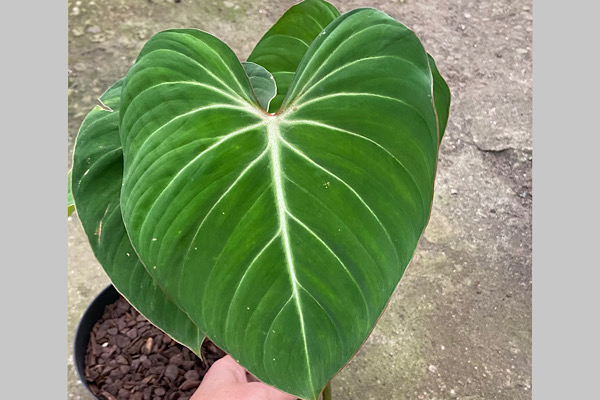 Detalhes da folha de philodendron gloriosum