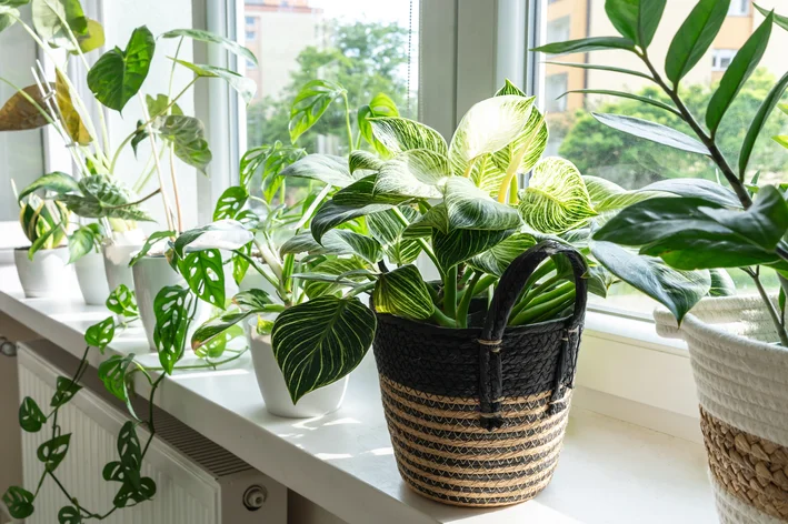 Vasos de plantas variadas sobre peitoril de janela, iluminados pela luz natural que entra pela janela.