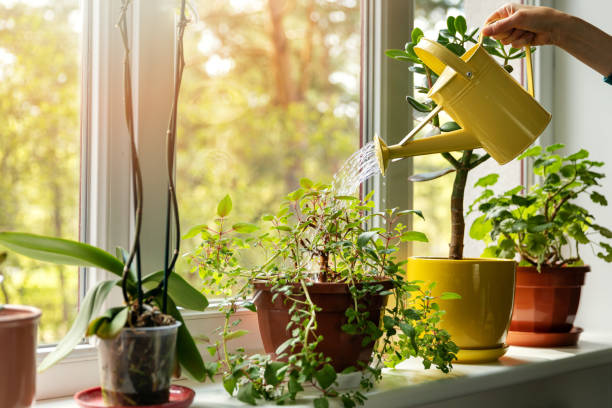 Mão segurando regador amarelo, regando plantas em vasos sobre peitoril de janela iluminado pelo sol.