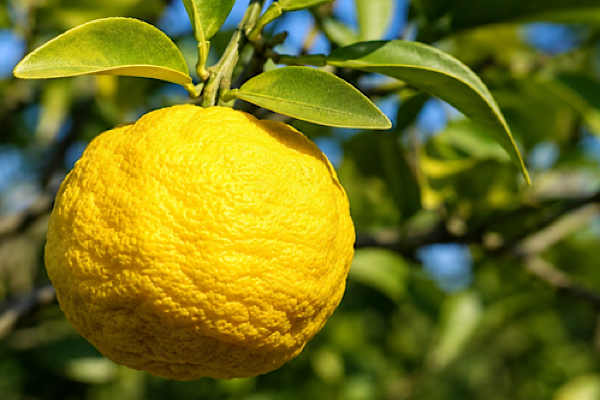 Frutos maduros de yuzu (Citrus × junos) em árvore cultivada em pomar.