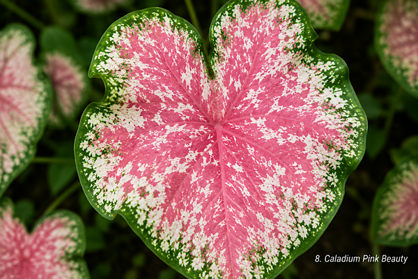 Folha do Caladium Pink Beauty mesclando rosa, branco e bordas verdes.