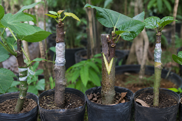 Mudas de plantas enxertadas com a união entre porta-enxerto e enxerto visível, demonstrando a técnica de enxertia utilizada em espécies ornamentais e frutíferas.