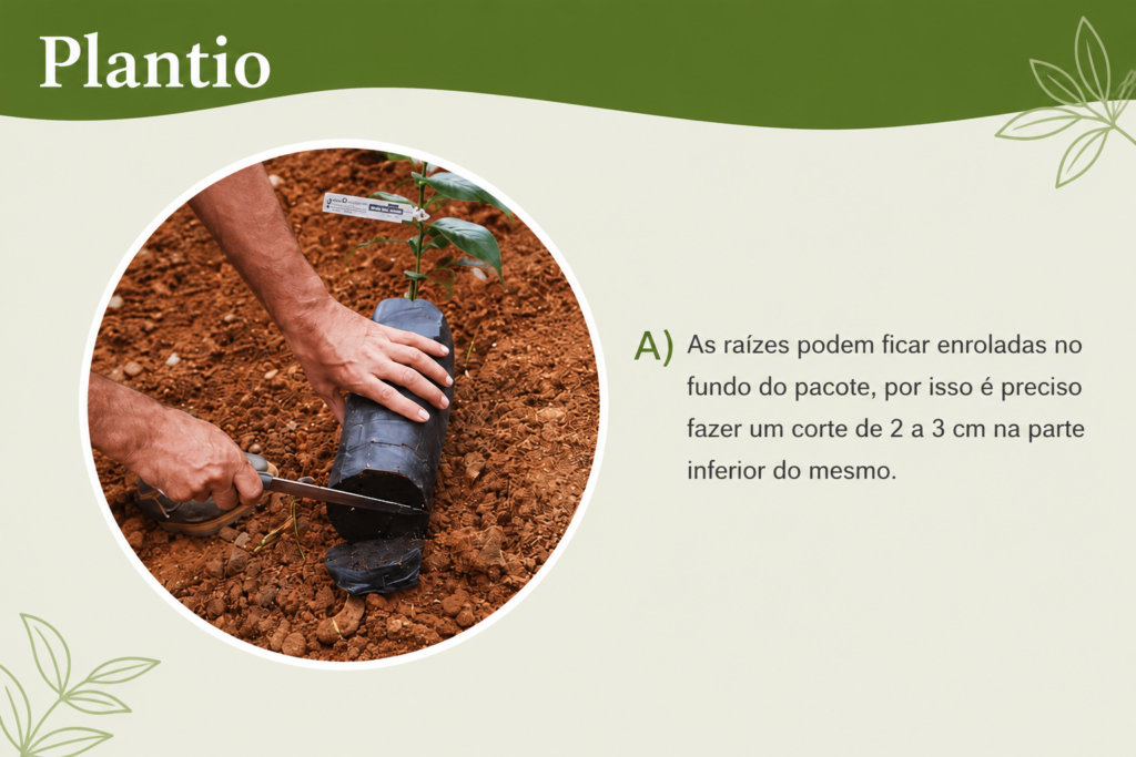 Corte na base do recipiente da muda frutífera antes do plantio para evitar raízes enoveladas e favorecer o desenvolvimento saudável.