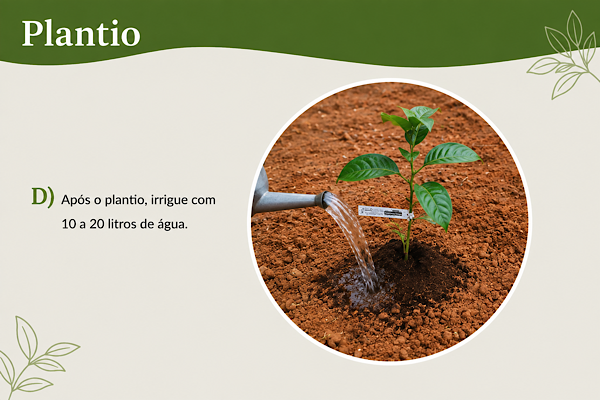 Primeira irrigação da muda frutífera logo após o plantio, garantindo a acomodação do solo ao redor das raízes e favorecendo o enraizamento.