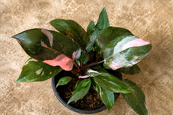 Philodendron Pink Princess com folhas verde-escuras variegadas em tons de rosa, destacando sua rara coloração ornamental.