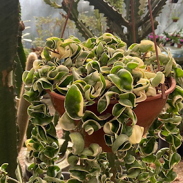 Hoya compacta variegata com folhas retorcidas verdes e creme em vaso suspenso