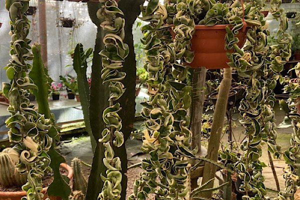 Hoya compacta variegata com longos ramos pendentes e folhas retorcidas verdes e creme