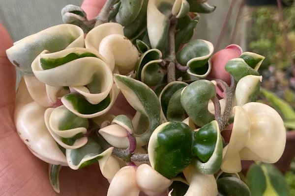 Hoya compacta variegata com folhas retorcidas verdes e creme em detalhe