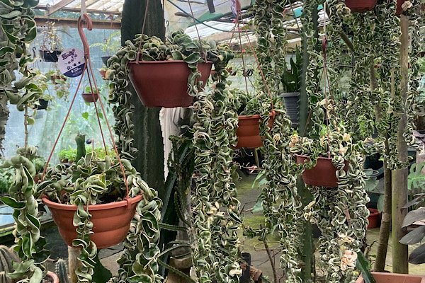 Hoya compacta variegata adulta com longos ramos pendentes em vasos suspensos no viveiro