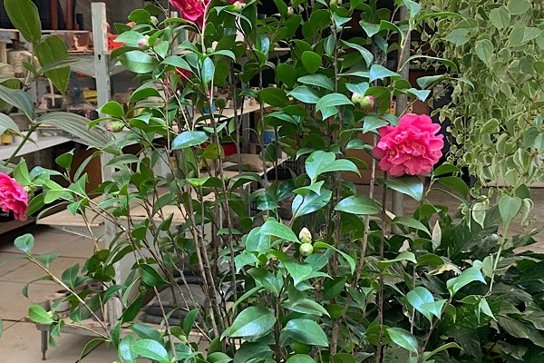 Camélia rosa cultivada em vaso com flores abertas, botões florais e folhagem verde