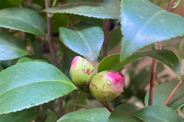 Botões de camélia rosa fechados entre folhas verdes brilhantes antes da floração