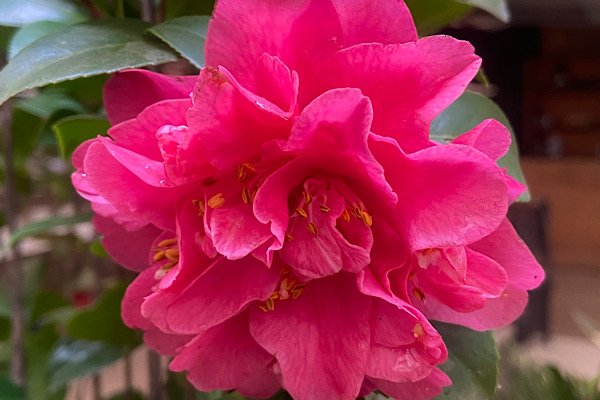 Camélia rosa com flor dobrada em tom rosa intenso e folhas verdes brilhantes