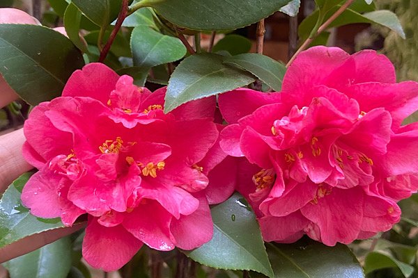 Camélia rosa com flores dobradas abertas e folhas verdes brilhantes