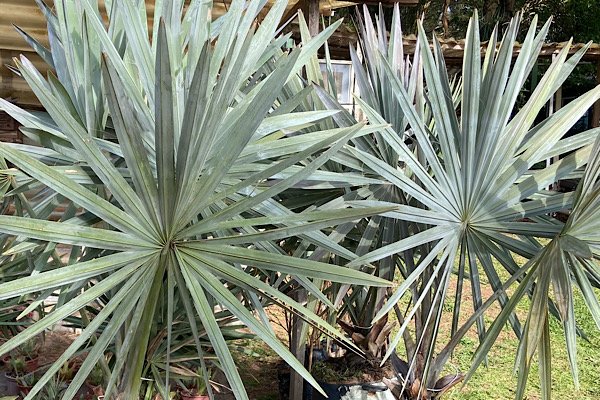Palmeira Bismarckia Azul