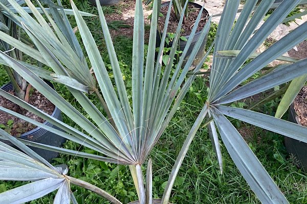 Folhas azuis de Palmeira Bismarckia