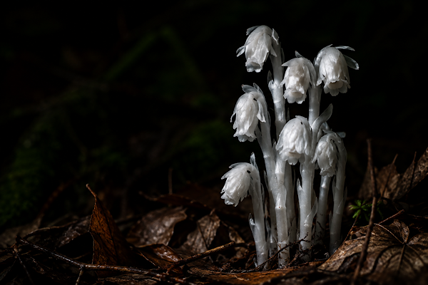 Monotropa uniflora: a planta fantasma que vive sem sol, sem clorofila e que desafia tudo que você aprendeu sobre botânica