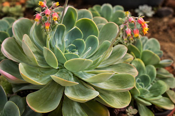 Echeveria gibbiflora adulta com grandes rosetas verdes e hastes florais rosadas