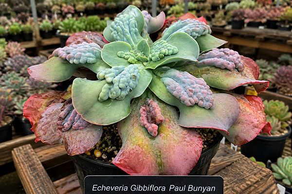 Echeveria gibbiflora Paul Bunyan com folhas carunculadas em cultivo