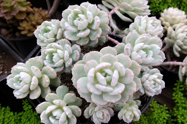 Echeveria Sweet Eva com rosetas verde-claras e delicadas pontas rosadas