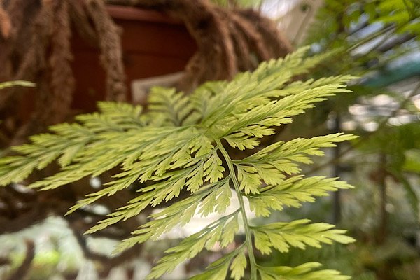 Samambaia renda francesa com folhagem verde delicada e rendada